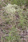 Roundleaf thoroughwort